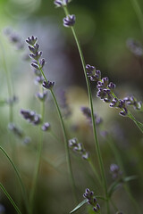 selective focus, beautiful lavender in the field close up.