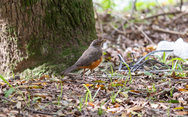 Photograph of a Rufous-bellied thrush found in Porto Alegre, Rio Grande do Sul, Brazil.
