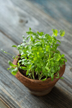 Homegrown micro greens of green cilantro ip pot, shoots sprouted from grains. top view