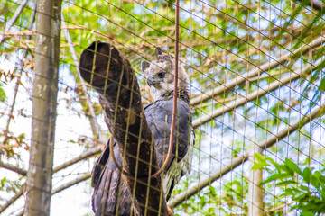 Partial view of the harpy eagle in the bird park