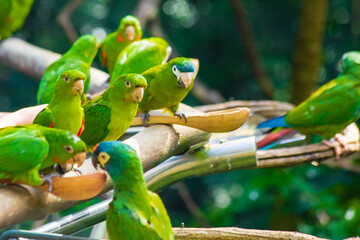 Parakeet bird in the bird park