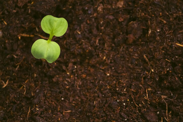 One young green radish sprout on the ground background close-up