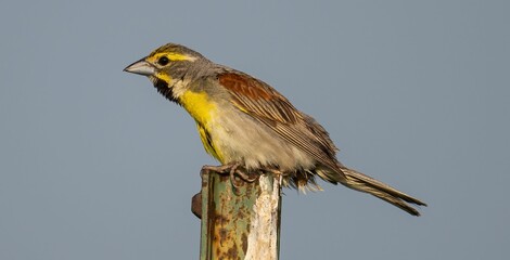Closeup of a cirl bunting (Emberiza cirlus) standing on a metallic pole