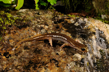 Obraz na płótnie Canvas Brown cave salamander // Genés Höhlensalamander (Atylodes genei, Speleomantes genei - Type A) - Sardinia, Italy