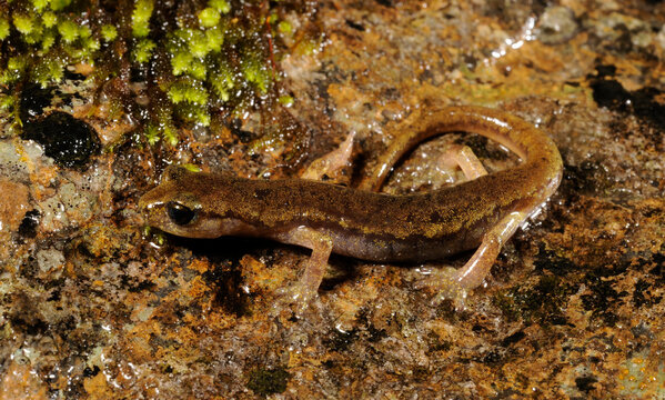 Genés Höhlensalamander // Brown cave salamander (Atylodes genei, Speleomantes genei - Type A) - Sardinien, Italien