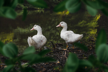 Ducks family on the lake