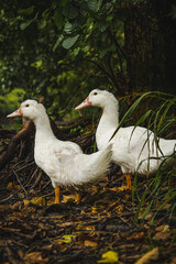 Ducks family on the lake