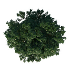 Obraz premium Top view tree (White Maple 2) white background alpha png 