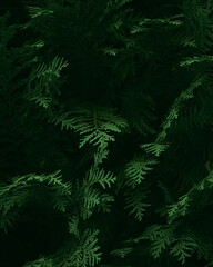 Fir tree leaves in the forest