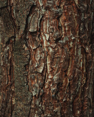 Bark texture of the tree