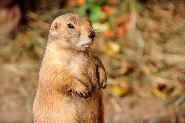 prairie dog eating