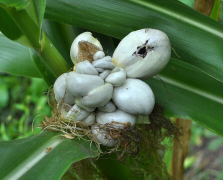 A corn plant affected by the fungus Ustilago zeae Unger