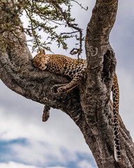 Leopard a the tree in Kenya, Africa
