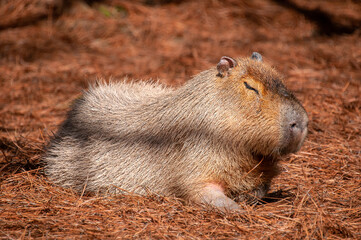 prairie dog eating