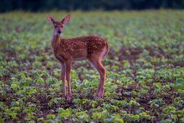 Closeup of a little fallow deer standing in the field