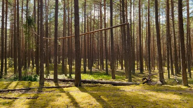 Panning down: Fallen trees after a storm in a baltic forest near the sea
