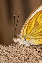 Detalhes da antena e dos olhos da borboleta