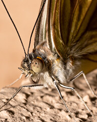 Borboleta recém nascida