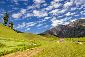 Fototapeta na wymiar Beautiful Kashmir Landscape. Lush green meadows and mountains of Kashmir