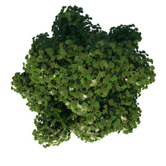 	
Top view tree (Young Real Maple 3) white background alpha png 