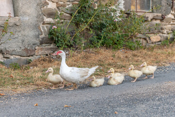 White duck female followed by her chicks on farm.