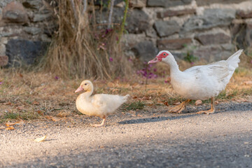 White duck female followed by her chicks on farm.