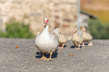 White duck female followed by her chicks on farm.
