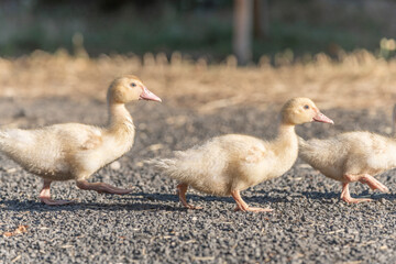 Duck chicks family walking together on farm.
