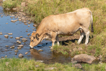 Aubrac cow going to drink in a river in times of drought.