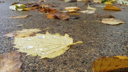 Obraz premium Yellow leaf with rain drops 