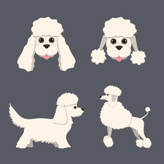 Poodles. A set of cute dogs, vector illustration.