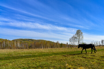 South Ural horses, horseback riding, farm with a unique landscape, vegetation and diversity of nature.