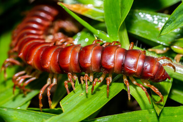 Centopeia caminhando sob as folhas de capim