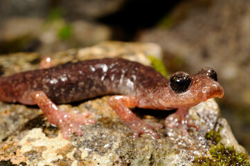 Brown cave salamander // Genés Höhlensalamander (Atylodes genei, Speleomantes genei - Type A) - Sardinia, Italy