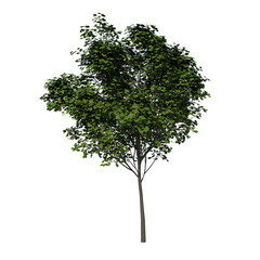 Front view tree (Young Real Maple 2) png 