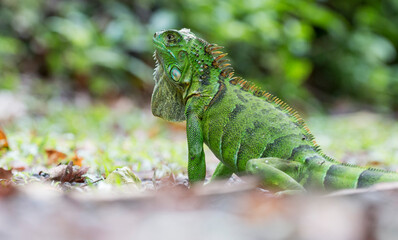 green iguana