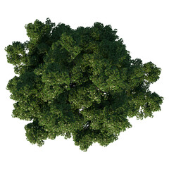 Top view tree (Real Maple 1) png 