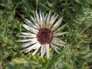 Carline (Carlina acaulis) white flower in the grass. 