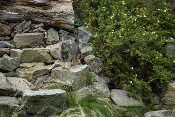 A wild gray Pallas's cat (manul) among the rocks. 