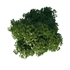 Top view tree (Young Real Maple 1) png