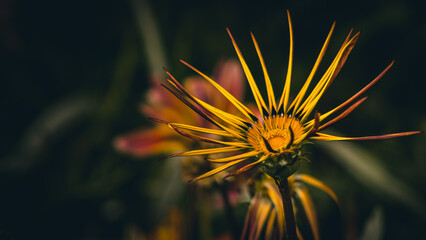 Una flor esperando el sol