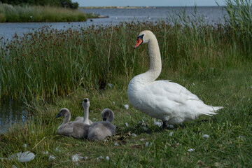 Swans at the sea