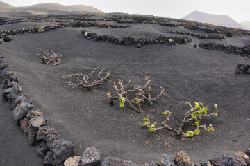 Lanzarote#3