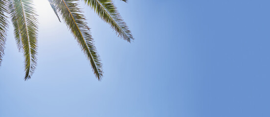 Vivid palm fronds on blue sky with copy space