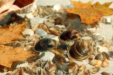  Abstract autumn background: wet shells, yellow maple leaves among water drops on glass with shells