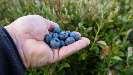 Large, ripe cultivated blueberries or huckleberries in a man's hand