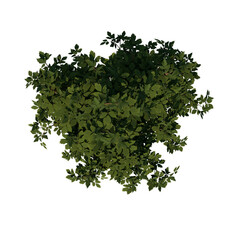 Top view tree (Young Common Maple 3) png 