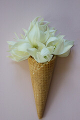 Waffle ice cream cone filled with Yucca flowers,concept,isolated on pink background,waffle horn with bouquet of summer flowers,spring postcard,cover design,top view.
