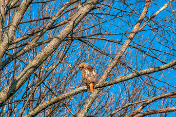 bird on a branch