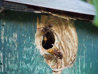 bees in the nest